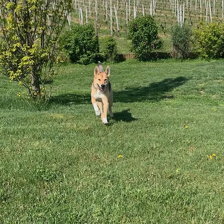 بيت للعطل Holiday Home Cascina Castello By Interhome كوستيليولي دستي